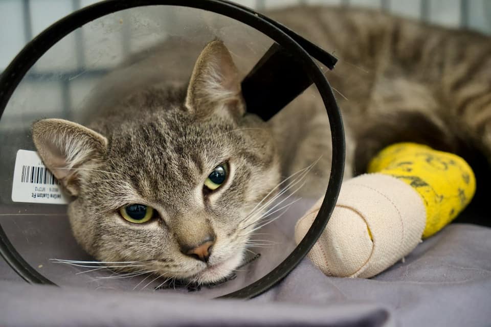 A tabby cat wearing a clear plastic cone and a yellow bandage on its paw