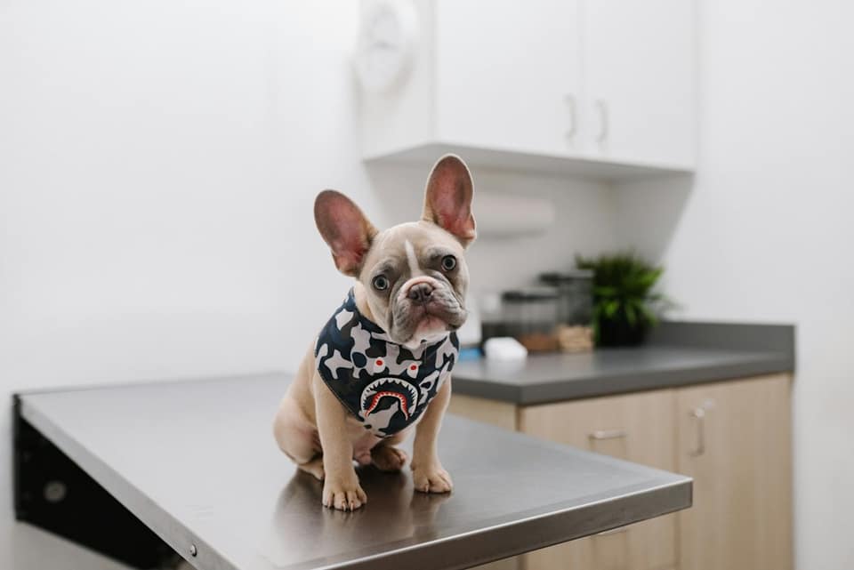 White and black short coated dog wearing white and black polka dot shirt