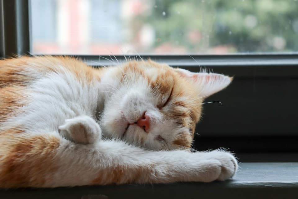 Sleeping orange and white cat by window