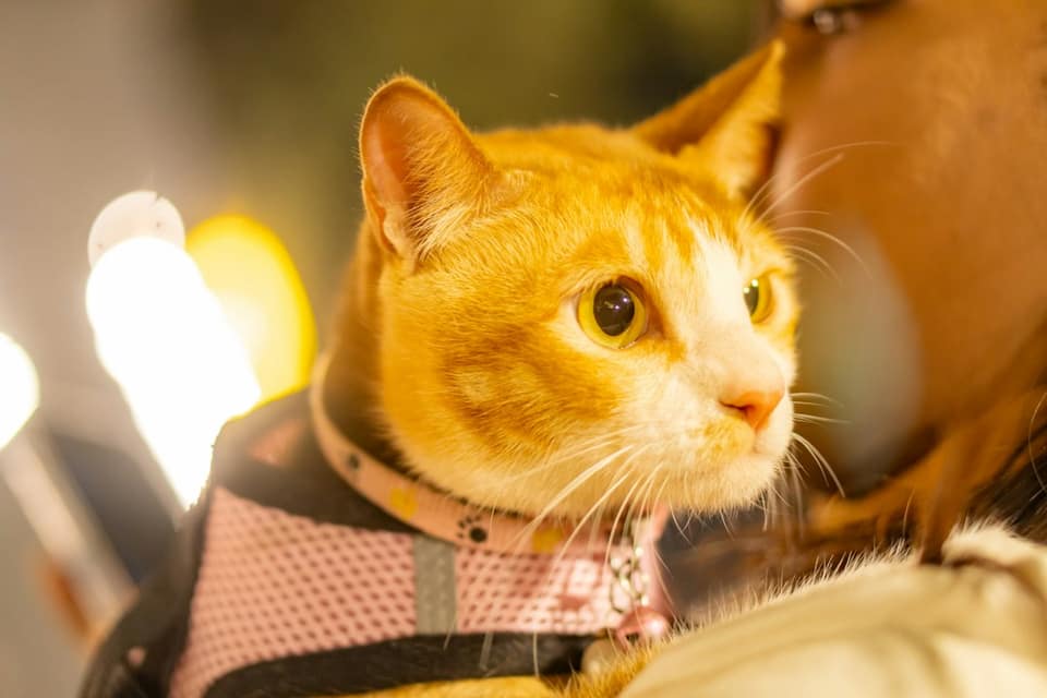An orange tabby cat wearing a pink harness