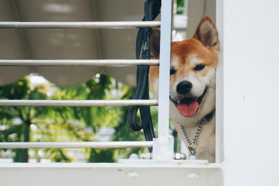 Brown and white short coated dog on white wooden frame