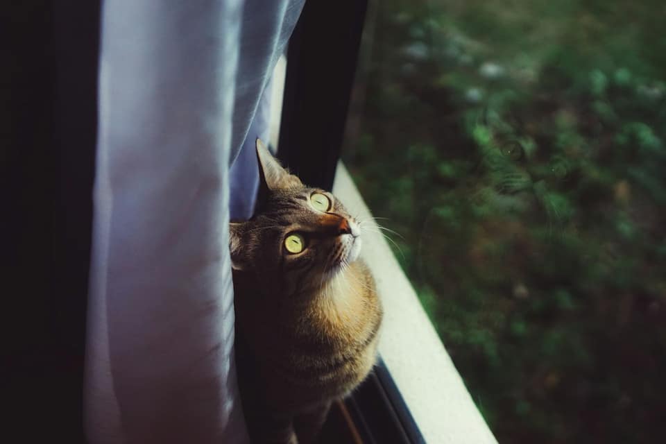 Closeup photo of brown tabby cat